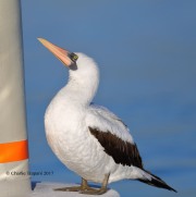 819A9279Nazca_Booby