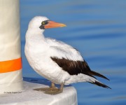 819A9349Nazca_Booby