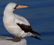819A9359Nazca_Booby