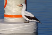 819A9385Nazca_Booby