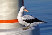 819A9406Nazca_Booby
