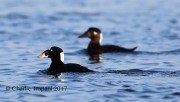 819A9463Surf_Scoter