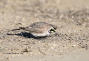 819A9493Horned_Lark