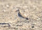 819A9513Mountain_Plover