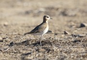 819A9527Mountain_Plover