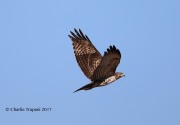 819A9556Red-tailed_Hawk