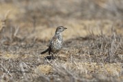 819A9595Sage_Thrasher