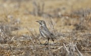 819A9608Sage_Thrasher