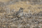 819A9618Sage_Thrasher