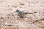 819A9695Sagebrush_Sparrow