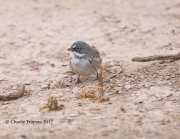 819A9726Sagebrush_Sparrow
