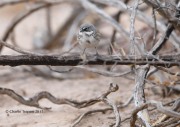 819A9737Sagebrush_Sparrow