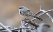 819A9768Sagebrush_Sparrow