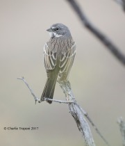 819A9790Sagebrush_Sparrow