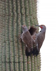 819A9822Gilded_Flickers