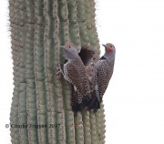 819A9825Gilded_Flickers