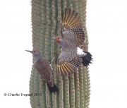 819A9829Gilded_Flickers