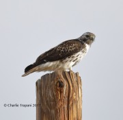 819A9893Red-tailed_Hawk