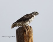 819A9906Red-tailed_Hawk