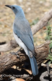 0J6A0244Mexican_Jay