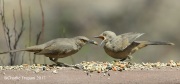 0J6A0354Curved-billed_Thrashers