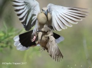 0J6A0373White-winged_Dove