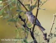 0J6A0390Lucy's_Warbler