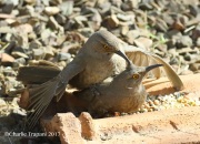 0J6A0473Curved-billed_Thrashers