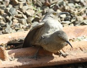 0J6A0477Curved-billed_Thrashers