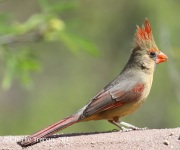 0J6A0489Northern_Cardinal