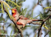 0J6A0586Pyrrhuloxia