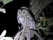 0J6A0612Whiskered_Screech_Owl