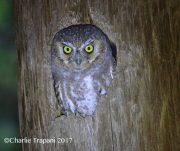 0J6A0641Elf_Owl