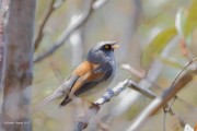 0J6A2005Yellow-eyed_Junco