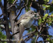 0J6A2121Bell's_Vireo
