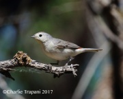0J6A2138Lucy's_Warbler
