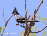 0J6A2176Phainopepla