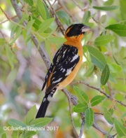 0J6A2195Black-headed_Grosbeak