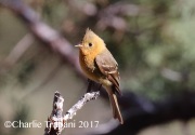 0J6A2287Tufted_Flycatcher