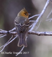 0J6A2300Tufted_Flycatcher