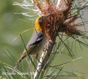 0J6A2428Olive_Warbler_At_Nest
