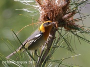 0J6A2430Olive_Warbler_At_Nest