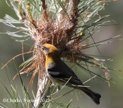 0J6A2459Olive_Warbler_At_Nest