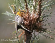 0J6A2472Olive_Warbler_At_Nest