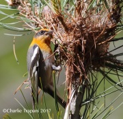 0J6A2481Olive_Warbler_At_Nest