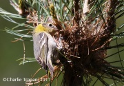 0J6A2527female_Olive_Warbler_At_Nest