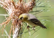 0J6A2579Female_Olive_Warbler_At_Nest