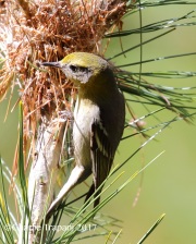 0J6A2593Female_Olive_Warbler_At_Nest