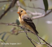 0J6A2616Tufted_Flycatcher