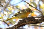 0J6A2628Hepatic_Tanager